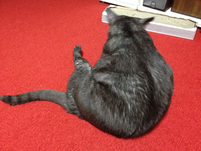 マウさんどすこい