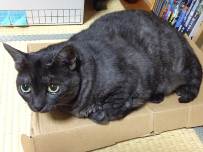 ダンボールマウ