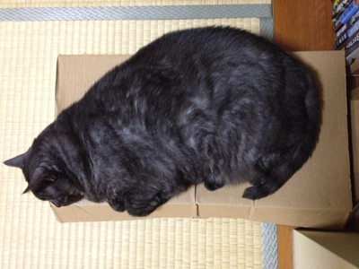 ダンボールマウ2