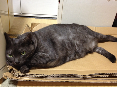 ダンボールマウ