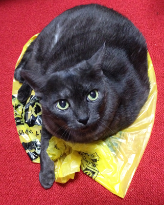 ビニール袋とマウ