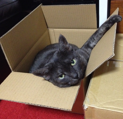 文句ある？マウ