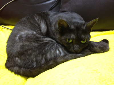 まるくなるマウ