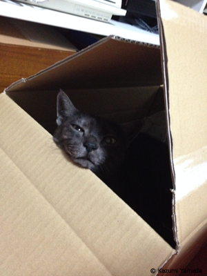 屋根つきダンボールマウ