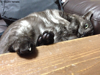 お行儀わるいマウ