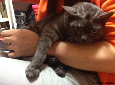 つめ切られマウ