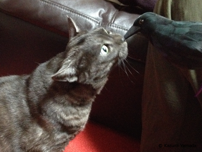 カラスと遭遇マウ