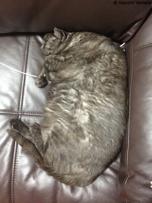 ジャストフィットマウ