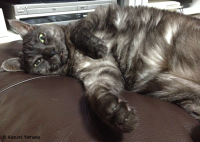 マウとあくしゅ