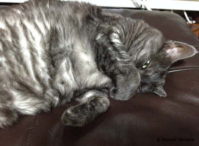 チラ見マウアップ