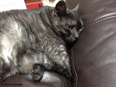 つっと刺すマウ