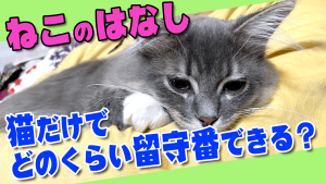 猫だけで留守番