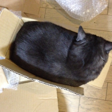 【本日のマウさん】その箱小さくないですか。